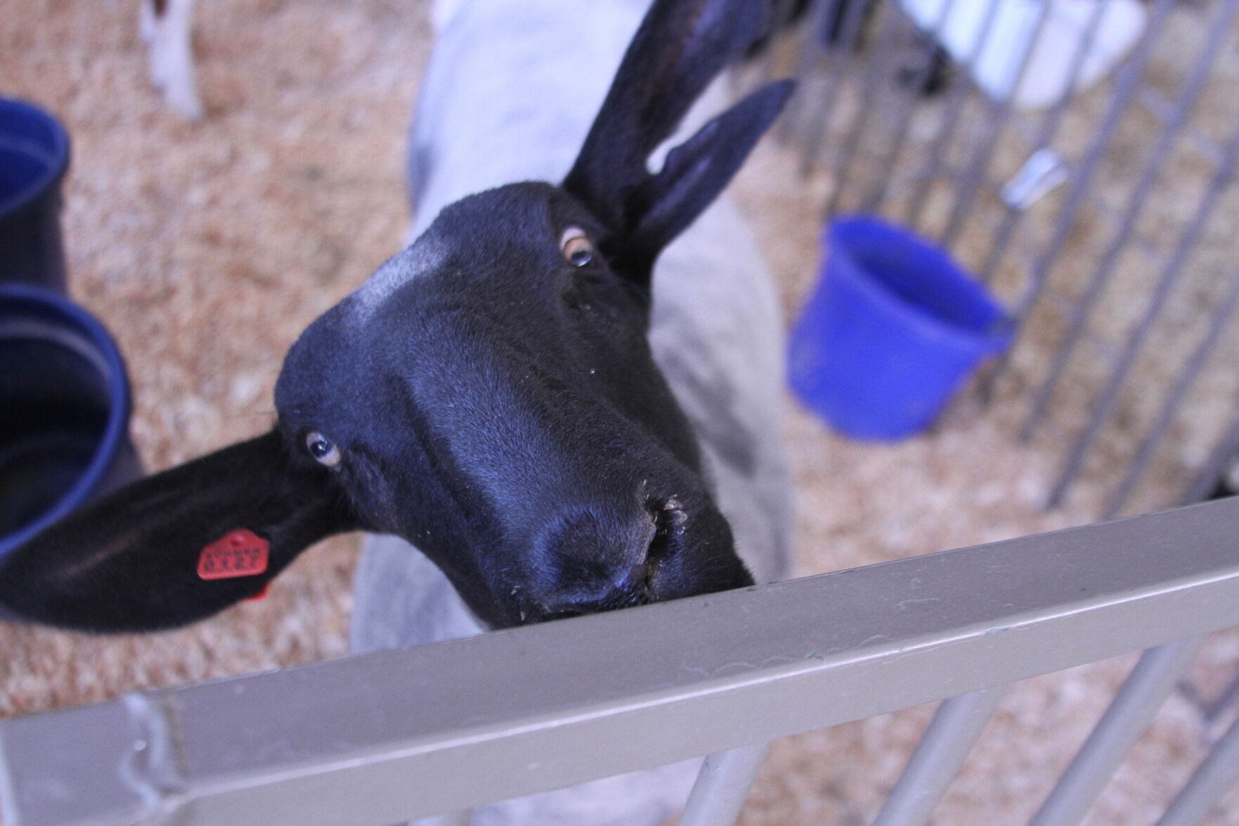 PHOTOS: Scenes from the Scotts Bluff County Fair